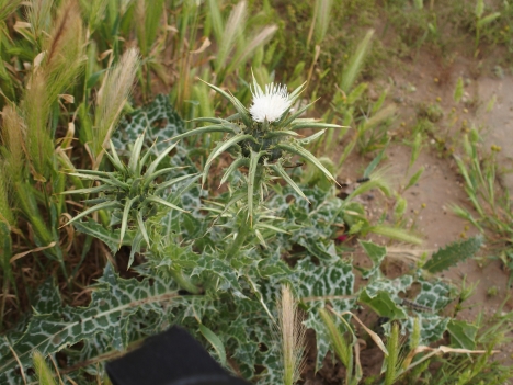 cardo a fiori bianchi: Silybum marianum